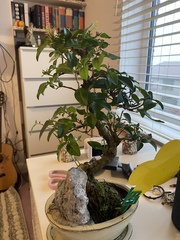 Help me understand my Bonsai.