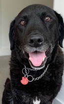 Asking for a friend - how much would you pay for a painting like this of your dog? (photo and painting attached)