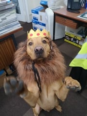 My dog is the best dog