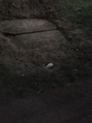 Bubbles coming out a hole in the ground lol