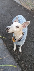Whippets