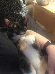 Advice for first time cat owners