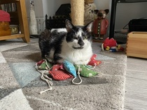 Harry, free to a good home!