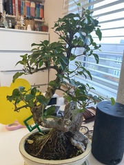 Help me understand my Bonsai.