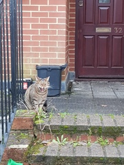 Thug cat part 3.  Unbidden guests are often welcomest when they are gone.