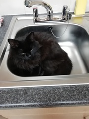 Show me your kitties