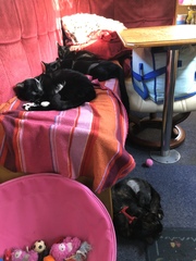 Resident cat showing aggression to a new kitten..