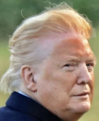 🍊 50 Shades of Donald 🍊