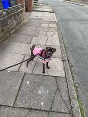 What's the most unusual breed in your street?