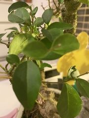 Help me understand my Bonsai.