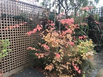 Show me the last burst of flowers you have in your garden, before the frost hits tomorrow (photo)