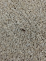 Flour beetles? Confused flour beetles? Help!