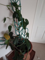 Can someone identify this houseplant please?