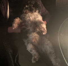 Dog very depressed after grooming