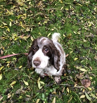 I had a fairly crappy day but my dear dog made everything worth it!