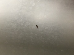 Flour beetles? Confused flour beetles? Help!