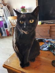 What is the worst thing your pet has done?