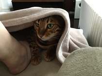 Anyone on here have a Bengal cat ?