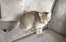 Help - greedy 22 week old kitten!