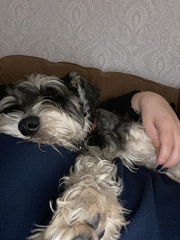 Why did you chose the breed of dog you did?