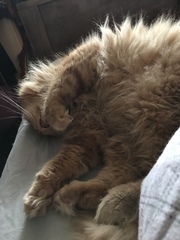 Captain V, Paws, catnip or dreamies?