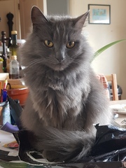 Advice for first time cat owners