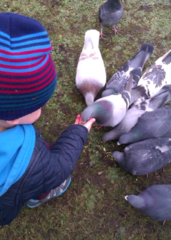 Is it mad to be mates with a pigeon?