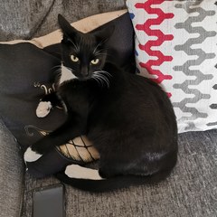What is the worst thing your pet has done?