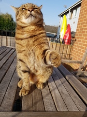Thug cat part 3.  Unbidden guests are often welcomest when they are gone.