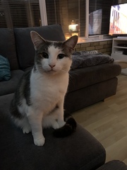 Resident cat showing aggression to a new kitten..