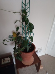 Can someone identify this houseplant please?