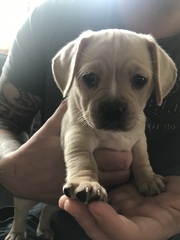 I think I’ve made a mistake getting a puppy