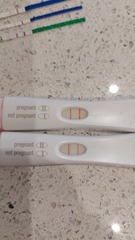 Late July/August due date