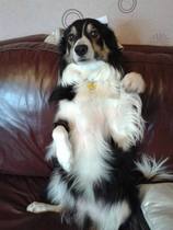 Advice about buying a puppy please