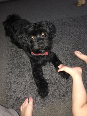 Advise on this mixed breed please..