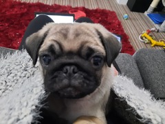 Puppy survival thread October/November!