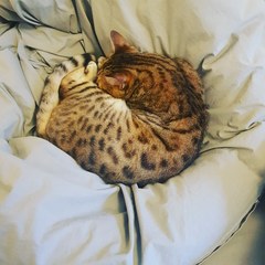 Anyone on here have a Bengal cat ?