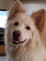 Why did you chose the breed of dog you did?
