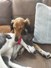 Whippets