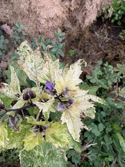 Plant ID