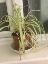 Thread for really fucking ugly houseplants