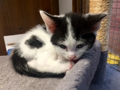 Help - where do you actually get kittens?