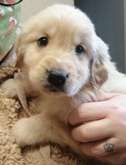 Golden Retriever Puppy