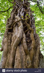 I have dreadlocks. AMA