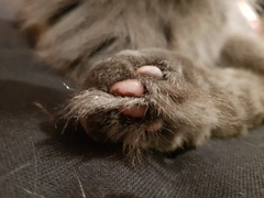 Late night toe-bean chat