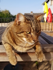 Thug cat part 3.  Unbidden guests are often welcomest when they are gone.