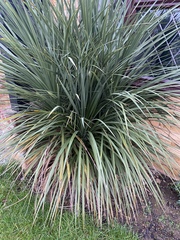 What is this please and how on earth do I cut it back?