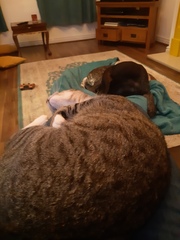 Knit, Crochet and Natter Thread