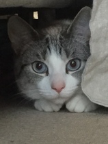 Help Needed with a very Aggressive Rescue Cat