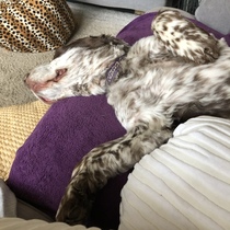 I had a fairly crappy day but my dear dog made everything worth it!